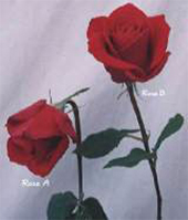 roses1