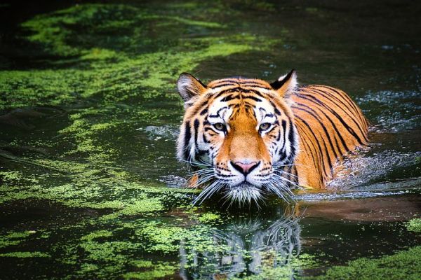 Chinese New Year of the Water Tiger