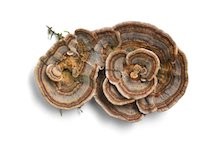 turkeytail-1.jpeg