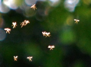 Professor Says He Has Photographic Proof Fairies Are Real