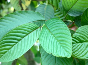 The Rush to Prohibit Kratom