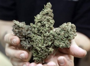 Health Canada Launches Billion-Dollar Marijuana Farm Program While Government Continues To Criminalize Users