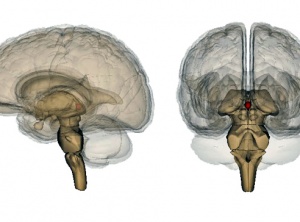 Mysteries of the Pineal Gland