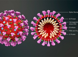 The Tragic Spread of CoVid-19 Misinformation