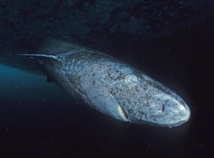 Several Short Sentences About Greenland Sharks