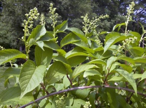 Chinese Plant Compound Wipes Out Cancer In 40 Days, Says New Research