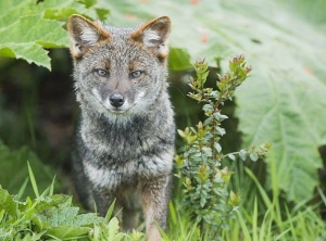 Darwin's Fox: Rare Photo Reveals Of One Of The Most Elusive Carnivores On Earth