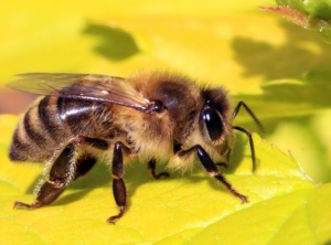 Celebrate Bee Day With These 4 Amazing Facts About Bees