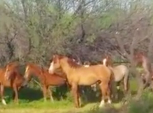 Wild Horses Bid Farewell To Their Deceased Friend