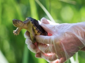 Canadian Animal Hospital Is Treating Injured Turtles With Promising Surgery