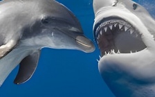 The Council: The Dolphin Versus the Shark