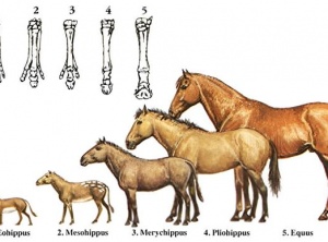 The Council: A Gap in the Evolution of Living Animals? 