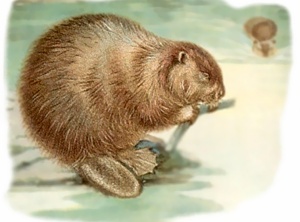 Birth Totem - Beaver