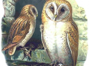 Birth Totem - Owl