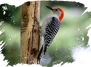 Birth Totem - Woodpecker