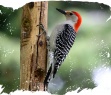Birth Totem - Woodpecker