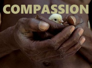 When Compassion And Emotional Intelligence Guide