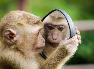 Mirror Mirror on the Wall: Is What Seems Real, Real At All?