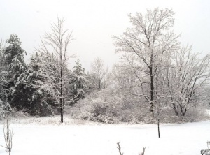 Do Trees Feel Pain?