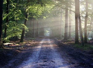 Walking On NEW Light
