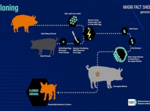 The Council: Cloning in Prehistory