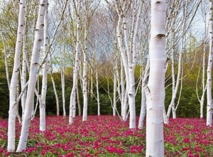 Lady of the Woods - The Teachings of Birch