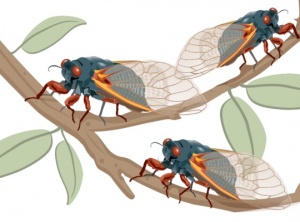 Teachings of Cicada