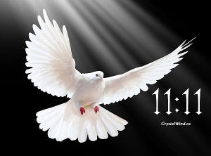 11:11 Dove*Star Columba