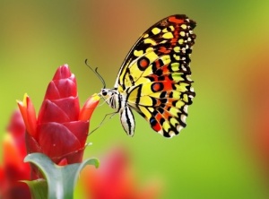 The Butterfly