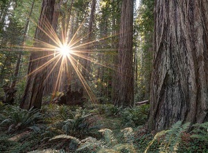 Get Through The Forest To See The Trees