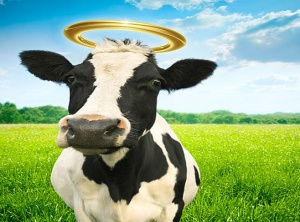 Holy Cow…