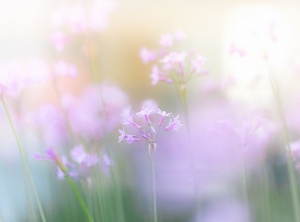 Pristine