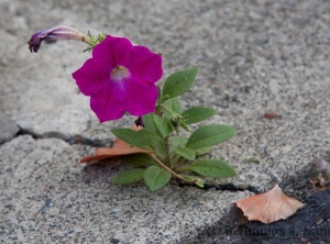 Spiritual Tenacity