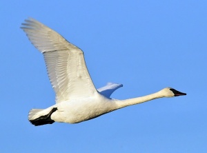 Trumpet Swan