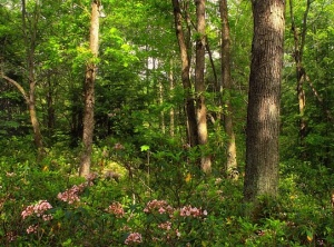 Trees in Summer