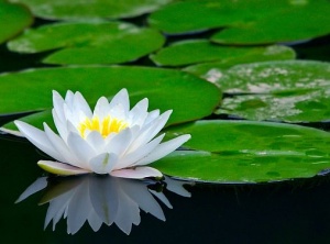 Single Soul Occupancy