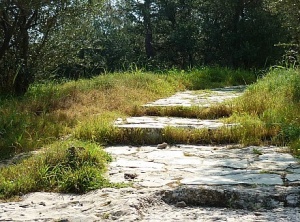 Steps on the Path to Wisdom