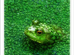 Spring Into the Adventure! How the Symbolism of Frogs Can Support Us Through Change