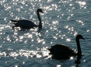 Trying vs. Allowing – THE Way to go with the Flow