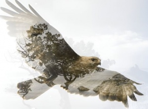 Finding Peace with Eagle Vision
