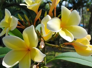 Jasmine Tree Kingdom's Blessings For The Fragrance Of Health, Beauty, And Love