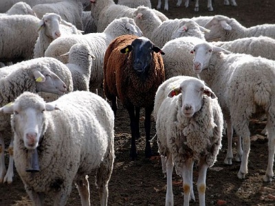 Understanding The Role Of The “Black Sheep”