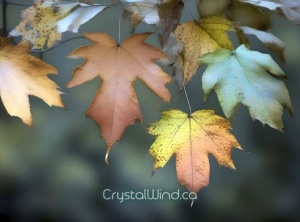 Amidst The Dance Of Changing Leaves