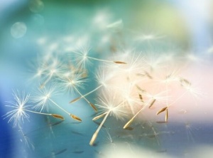 Soft Focus