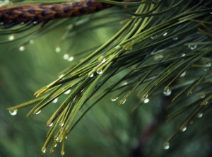 Pine Medicine's Therapeutic Potency: DIY Recipes for Healing