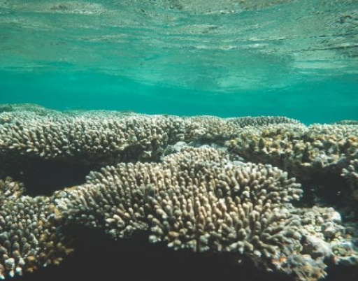 Underwater Painting Tips