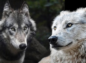The Duality Game - The Arcturian Collective