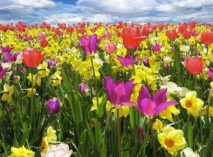 May 2023 Energy Update: Spring Is Blooming Worldwide