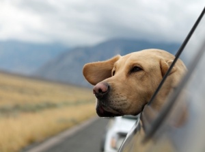 Traveling to Europe with Your Pet