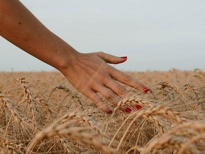 What Is the Harvest Season and How to Use Its Energies